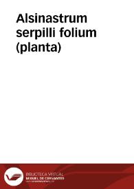 Alsinastrum serpilli folium (planta) | Biblioteca Virtual Miguel de Cervantes