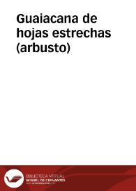 Guaiacana de hojas estrechas (arbusto) | Biblioteca Virtual Miguel de Cervantes