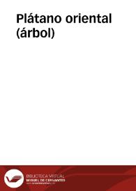 Plátano oriental (árbol) | Biblioteca Virtual Miguel de Cervantes